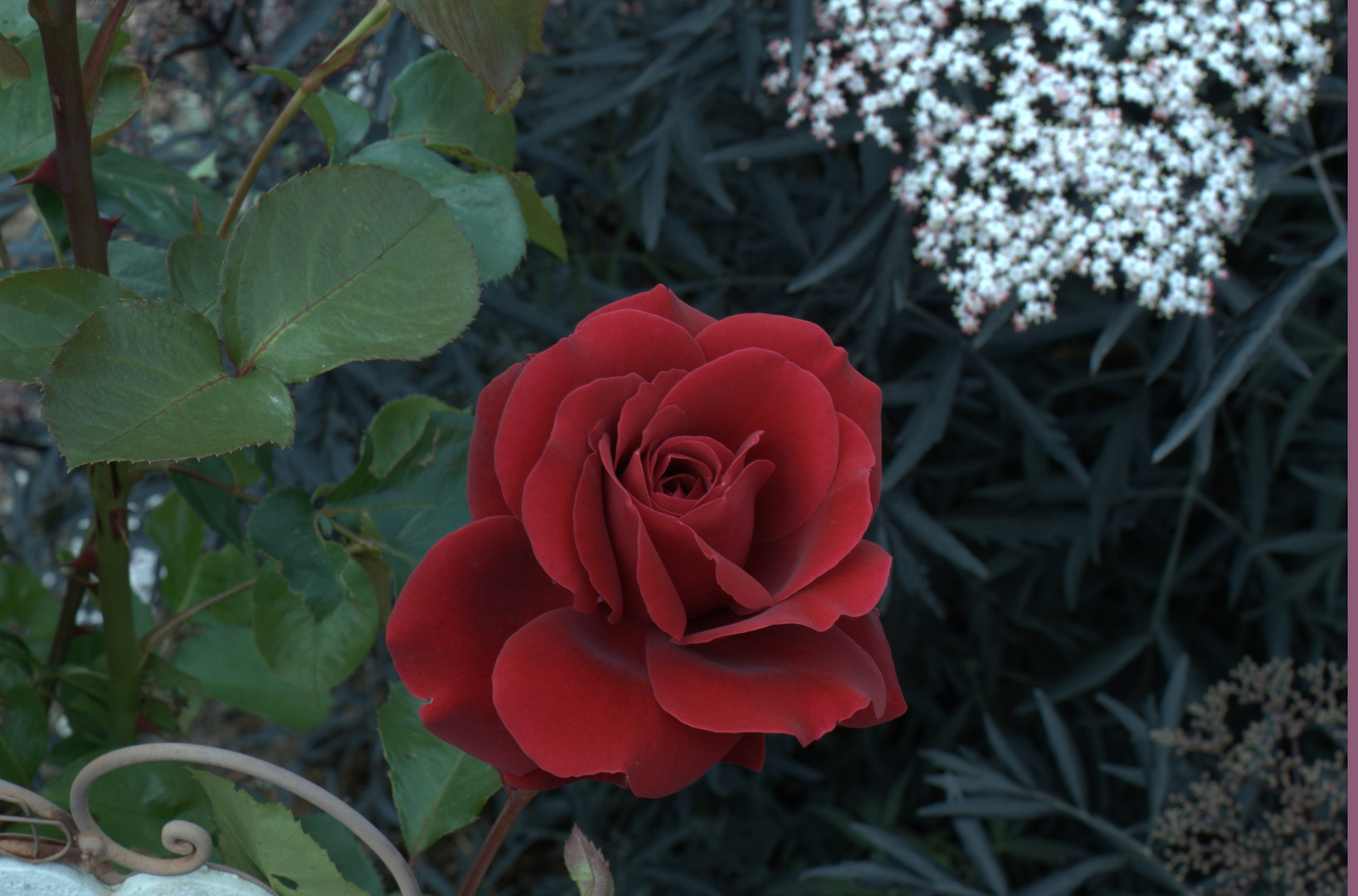 Rosen in meinem Garten