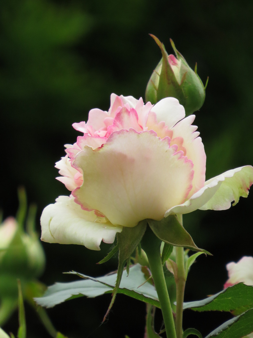 Rosen in meinem Garten