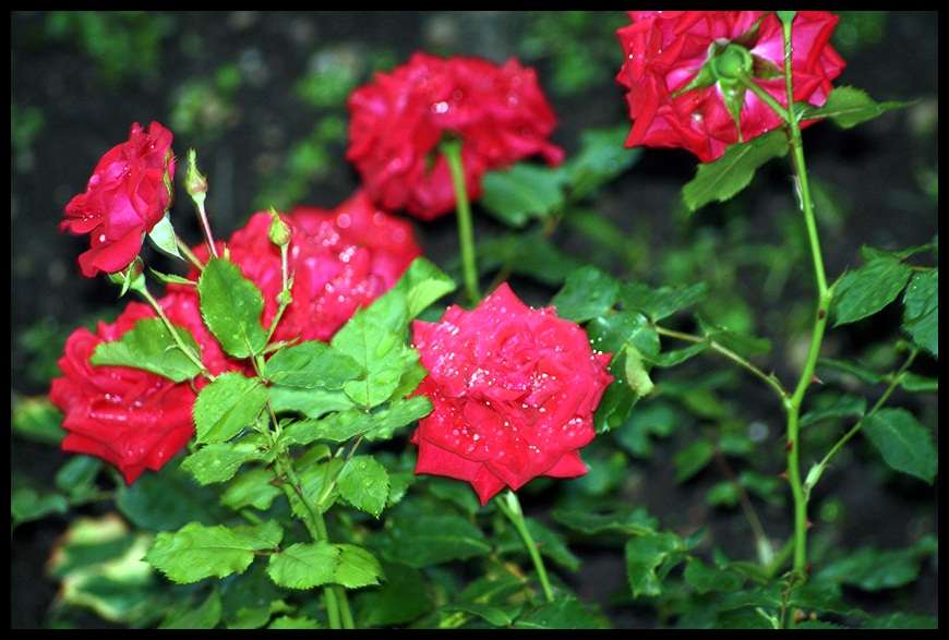 Rosen in meinem Garten