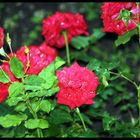 Rosen in meinem Garten