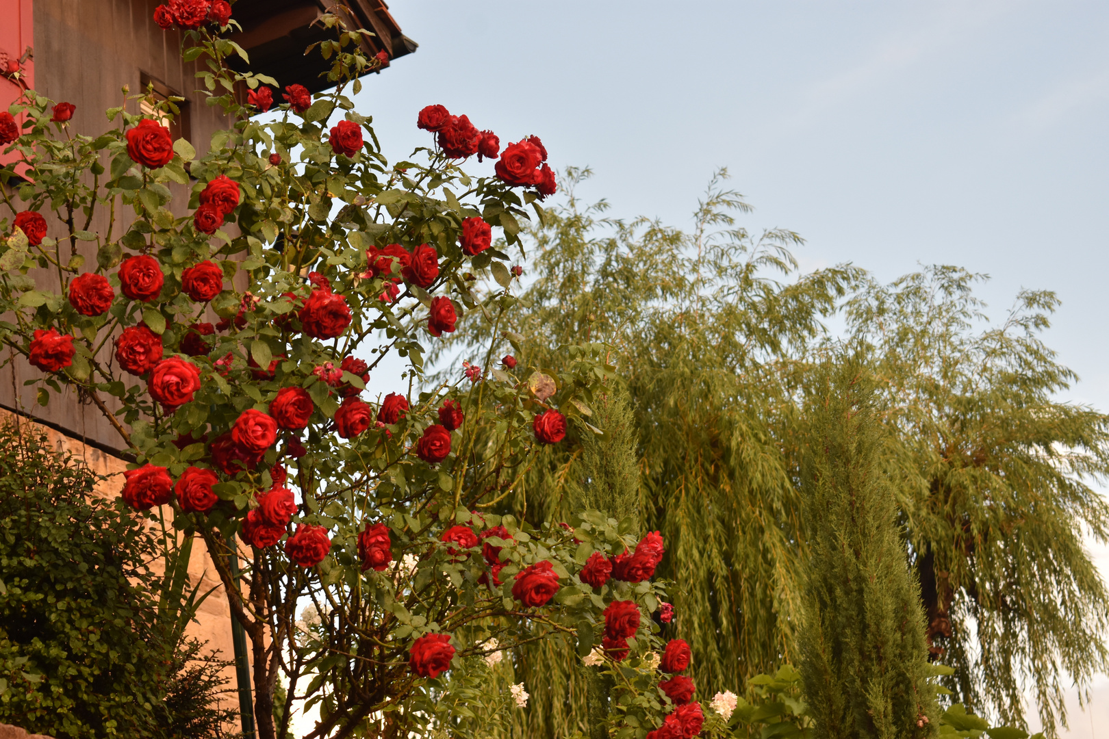 Rosen in Nachbars Garten