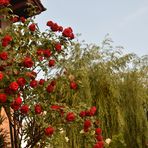 Rosen in Nachbars Garten