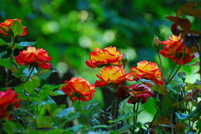 Rosen in Nachbars Garten