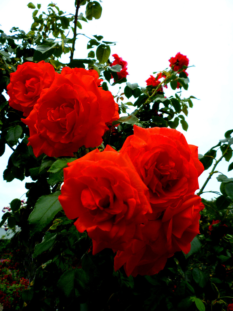 Rosen in Planten un Blomen