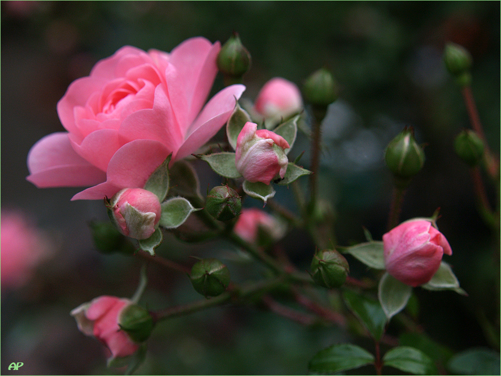 Rosen in rosé