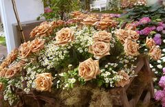 Rosen in rostfarben