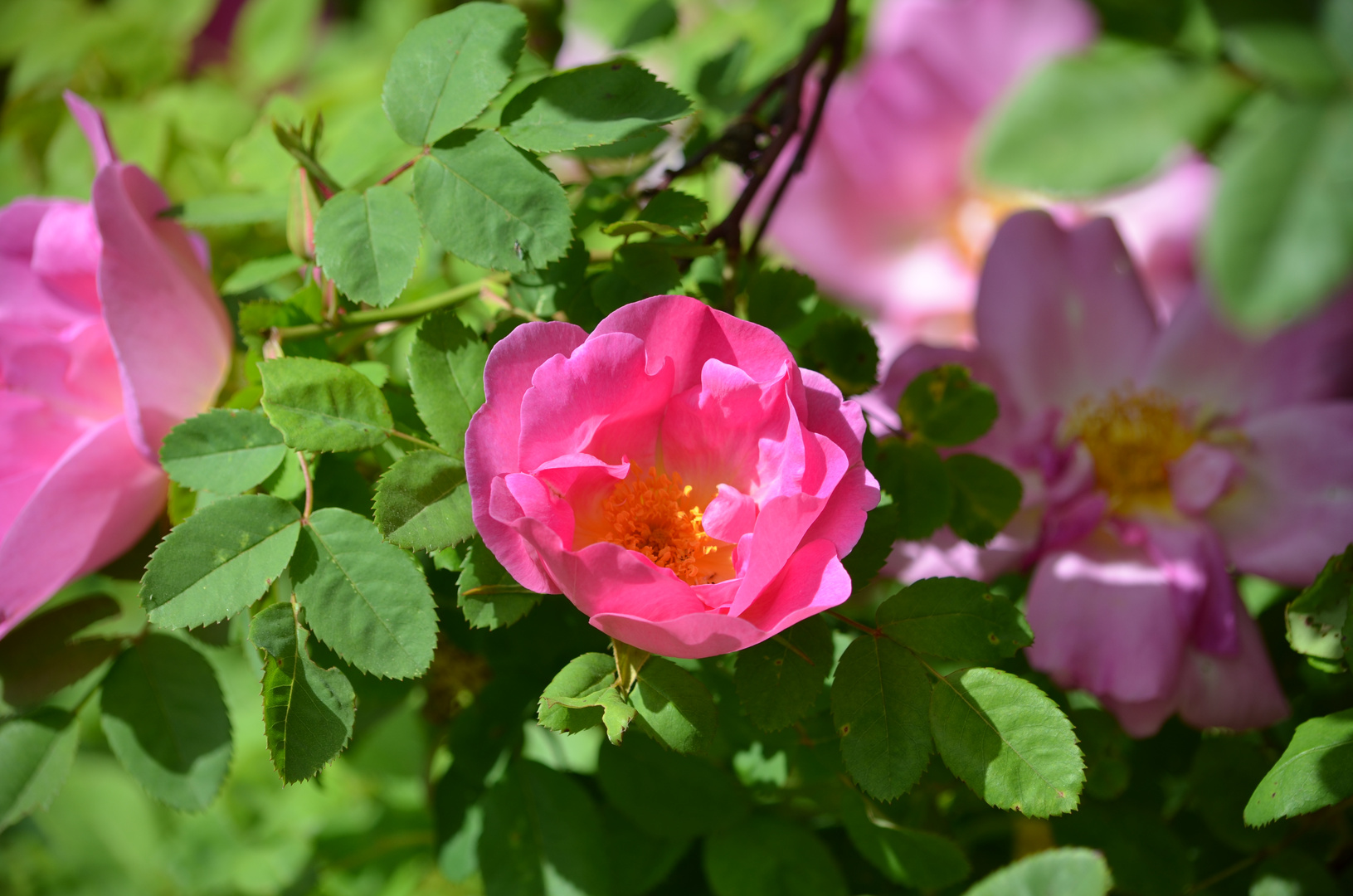 Rosen in Steinwehr im Mai