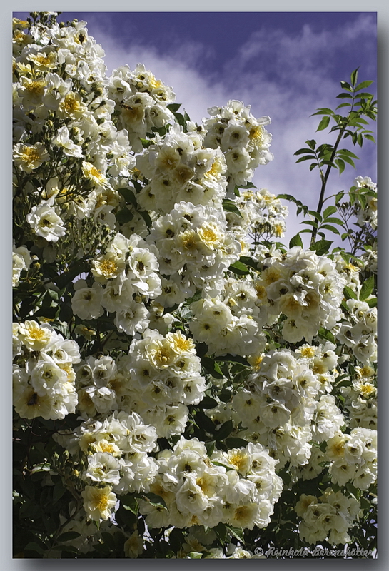 Rosen in unserem Garten