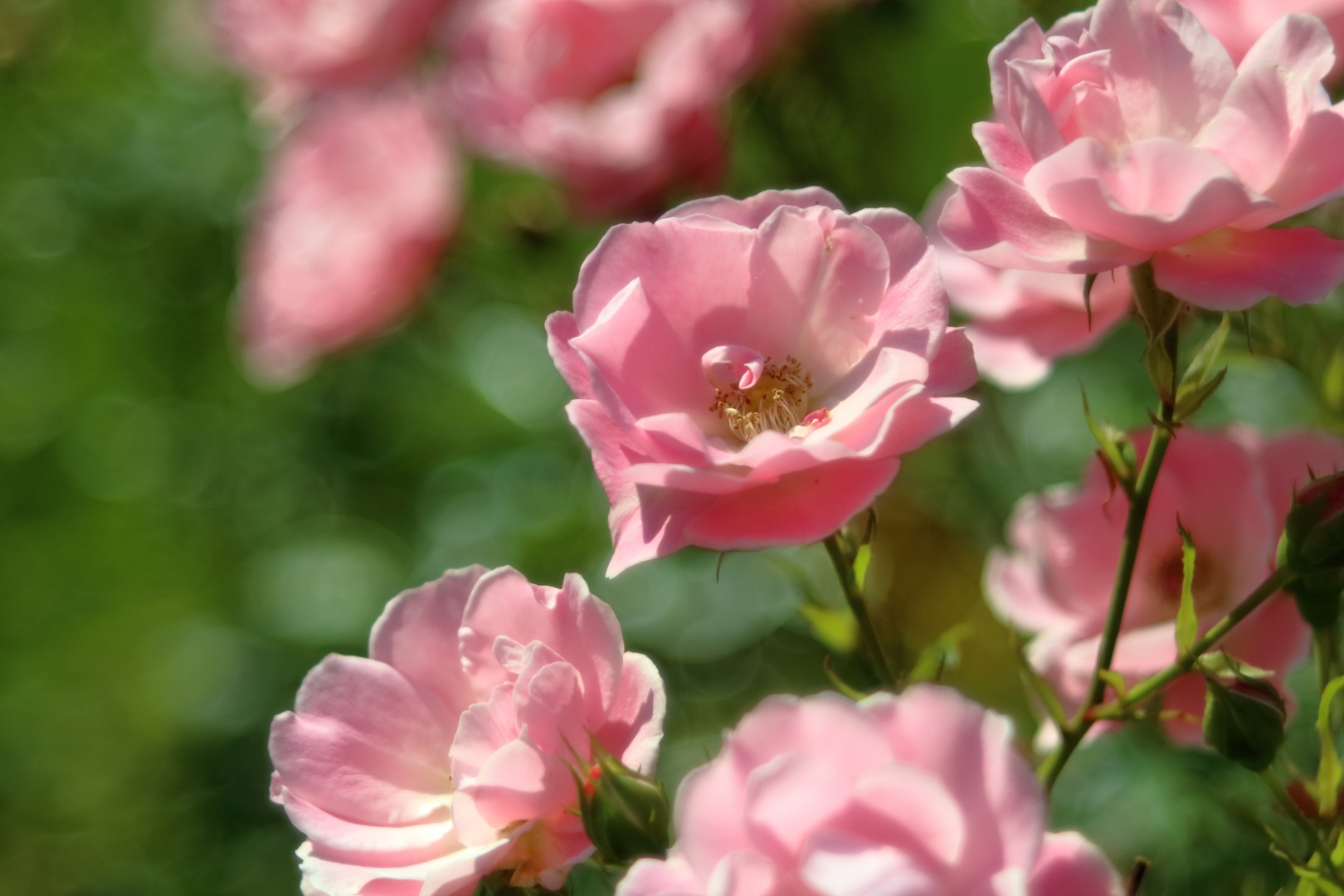 Rosen in unserem Garten Foto & Bild | pflanzen, pilze ...