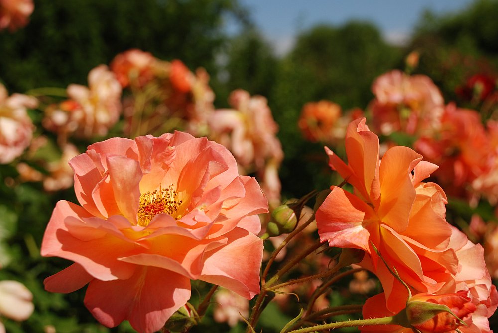 Rosen in unserem Garten