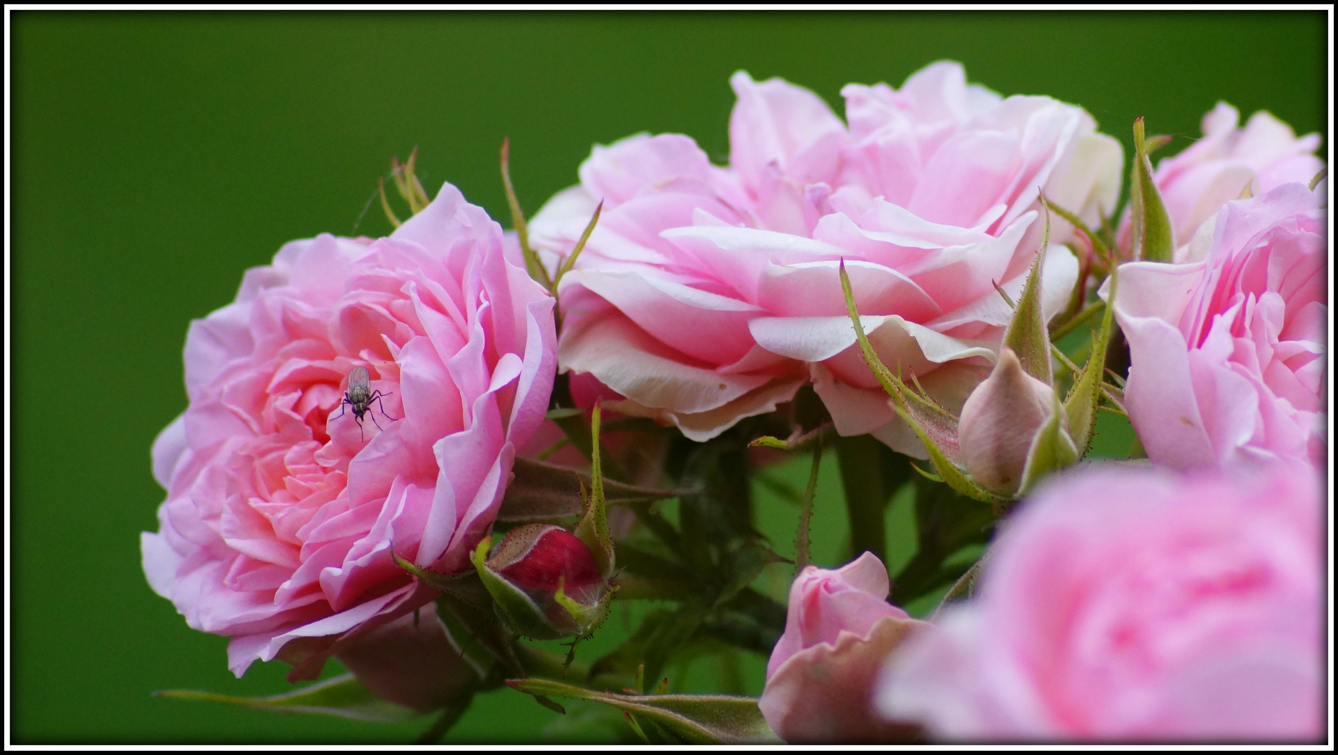 Rosen in unserem Garten