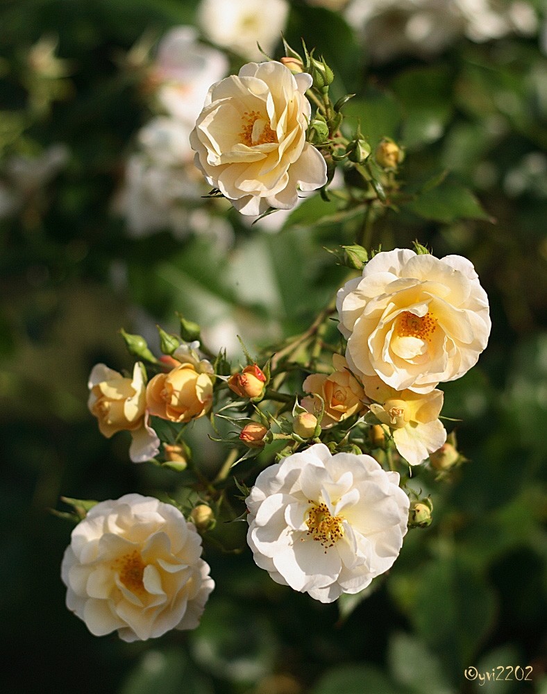 Rosen in unserem Garten