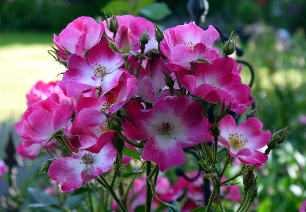 Rosen in unserem Garten/1 2014 Foto & Bild pflanzen, pilze