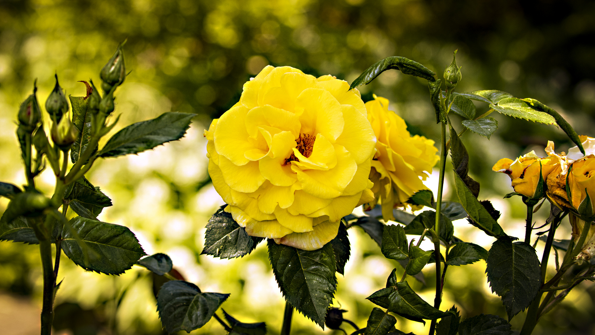 Rosen in unseren Garten.