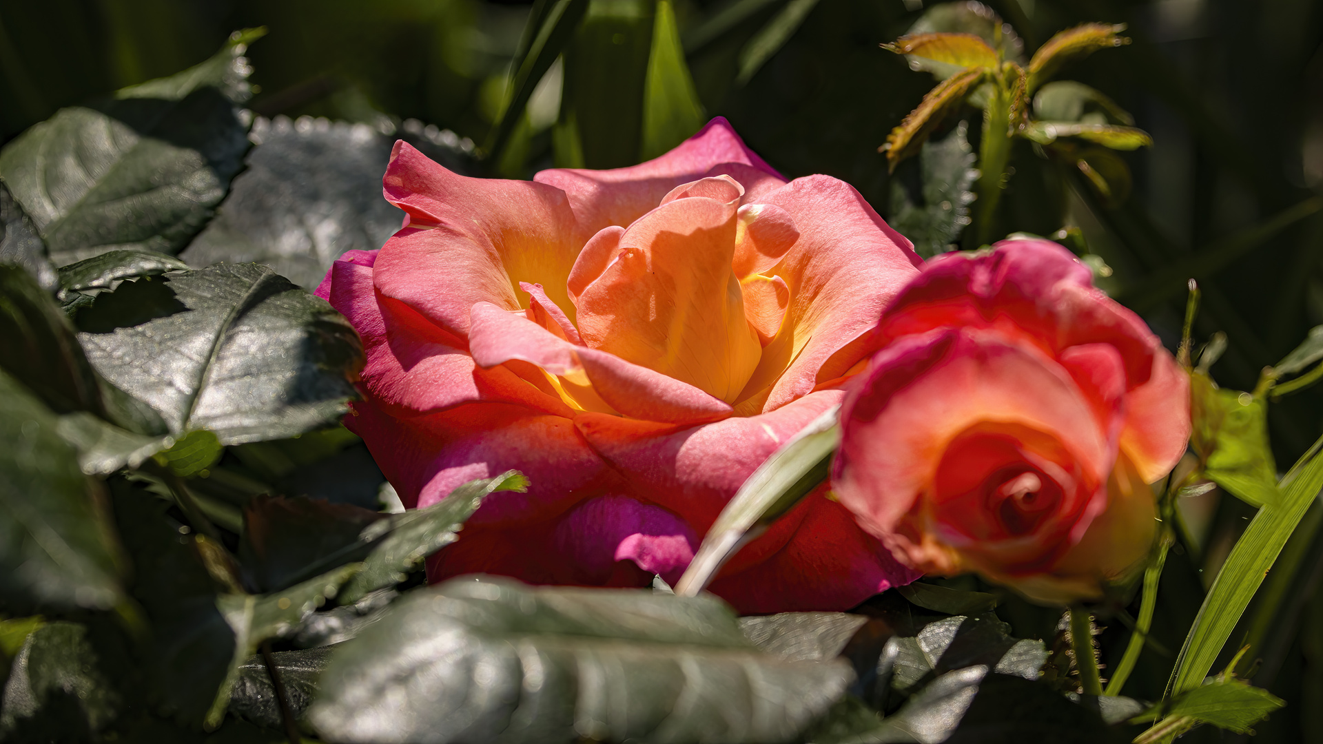 Rosen in unseren Garten.