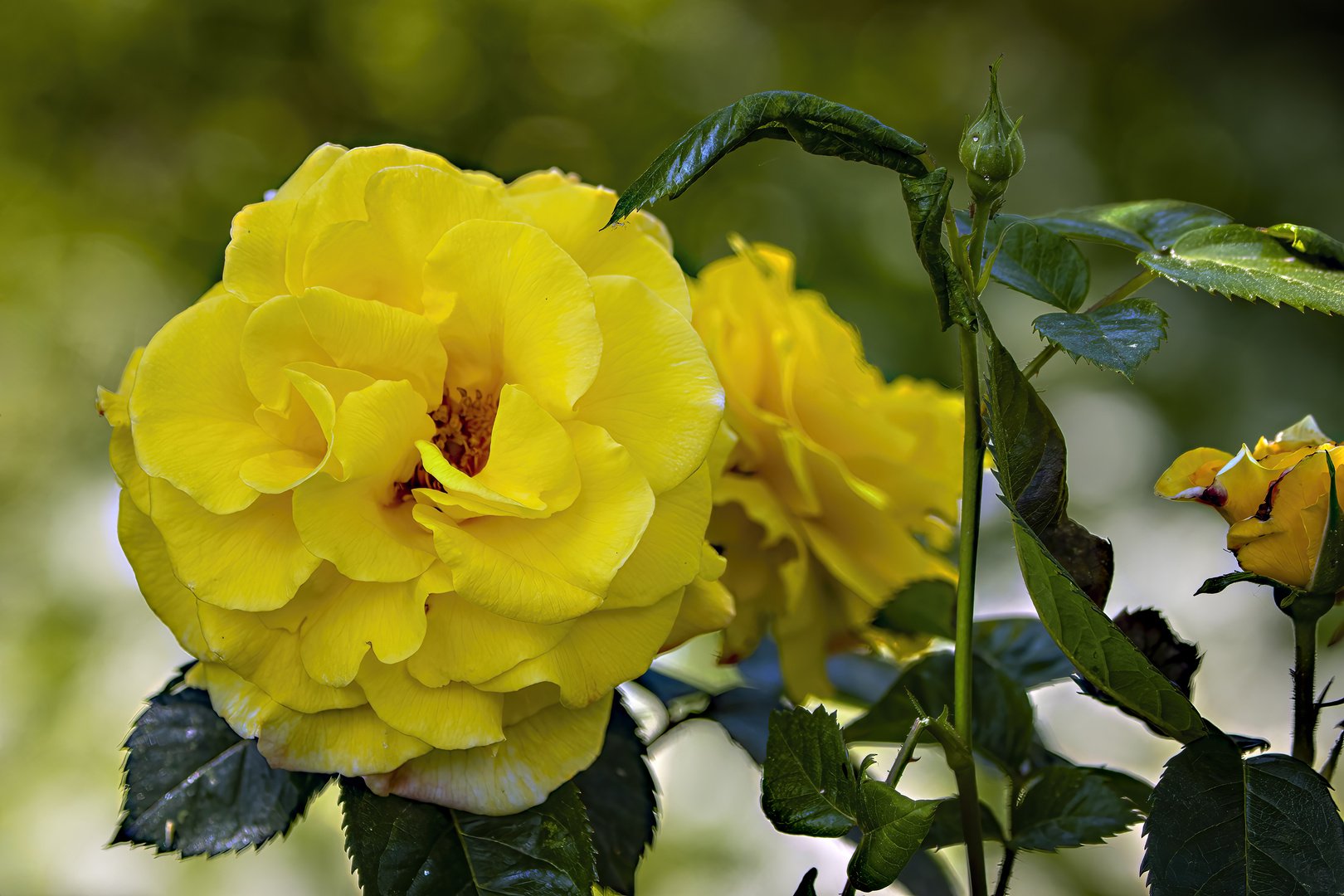 Rosen in unseren Garten.