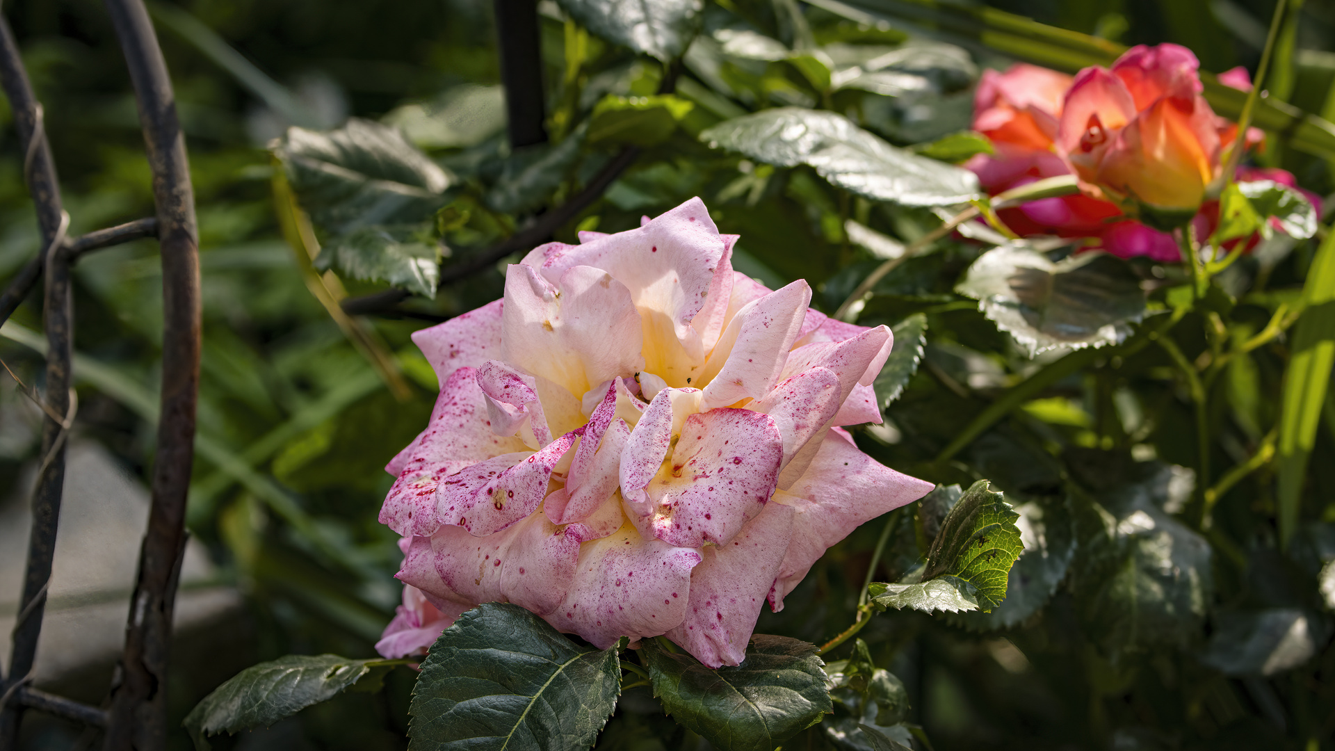 Rosen in unseren Garten.