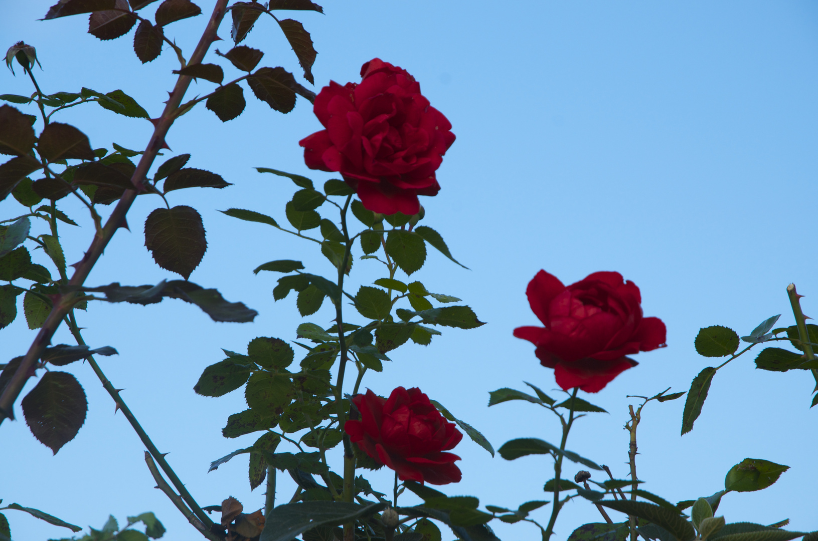 Rosen in voller Pracht