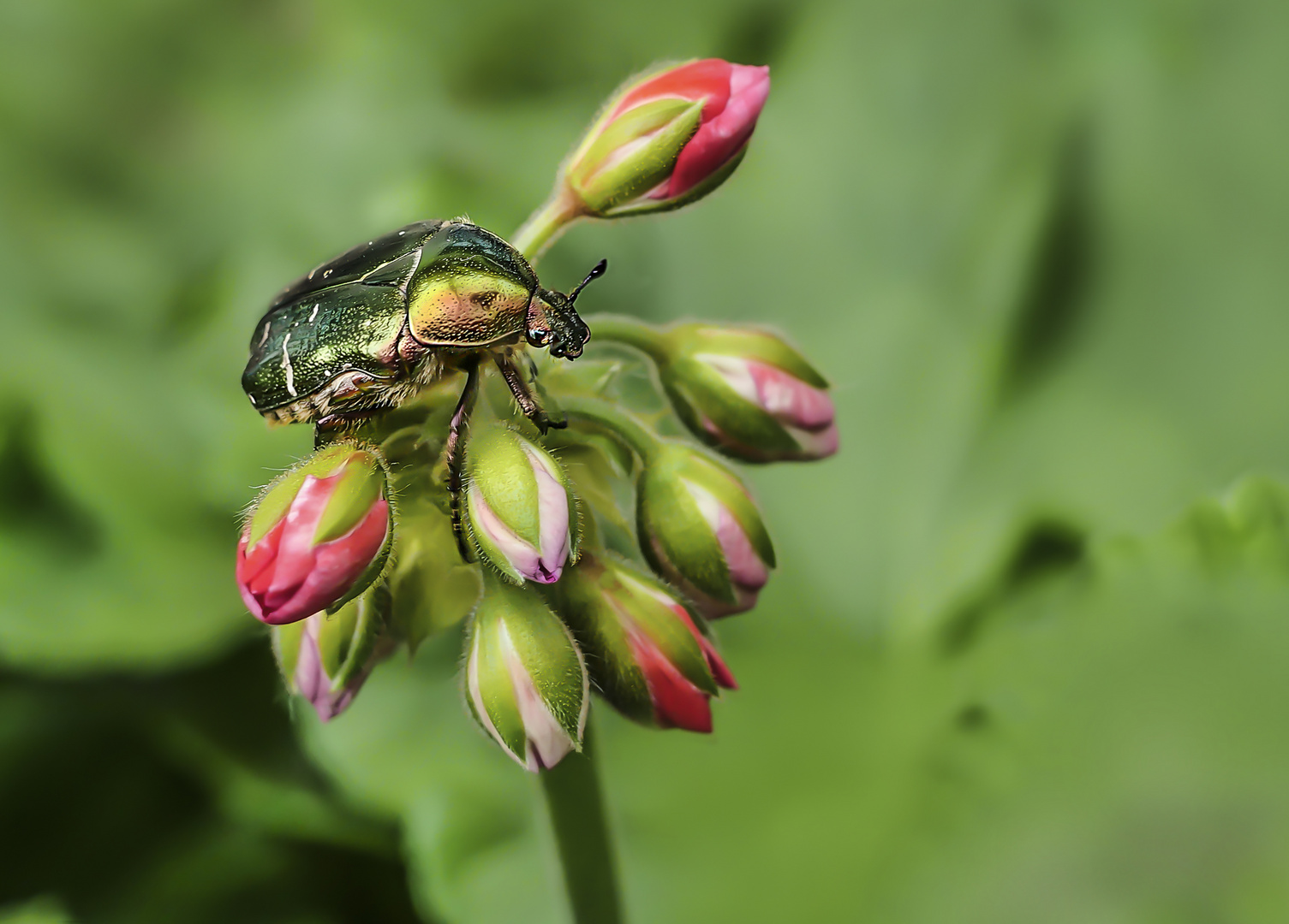 Rosen-Käfer auf Geranienblüte.