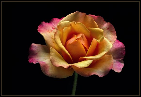 Rosen können so schön sein - ( Stacking Bild ) 