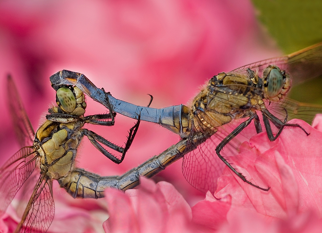 Rosen, Liebe,Libellen