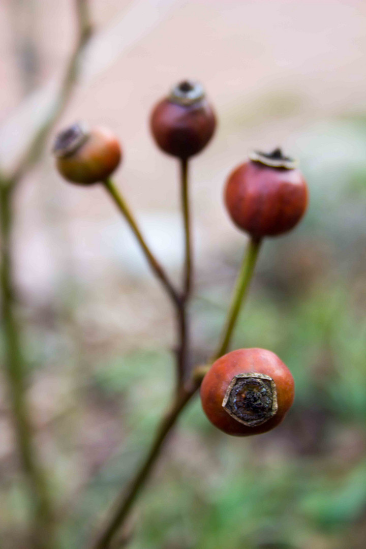 Rosen mal anders