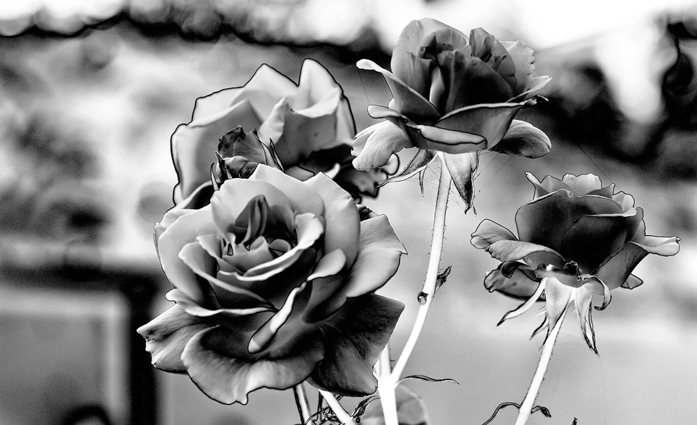 Rosen mal anders Foto &amp; Bild | pflanzen, pilze &amp; flechten, blumen ...