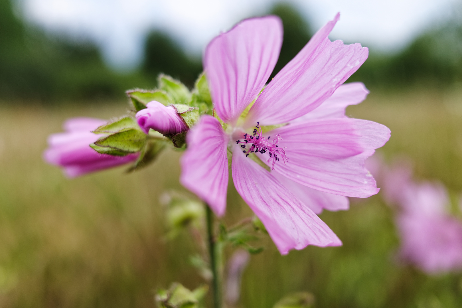 Rosen-Malve auf einer Sommerwiese