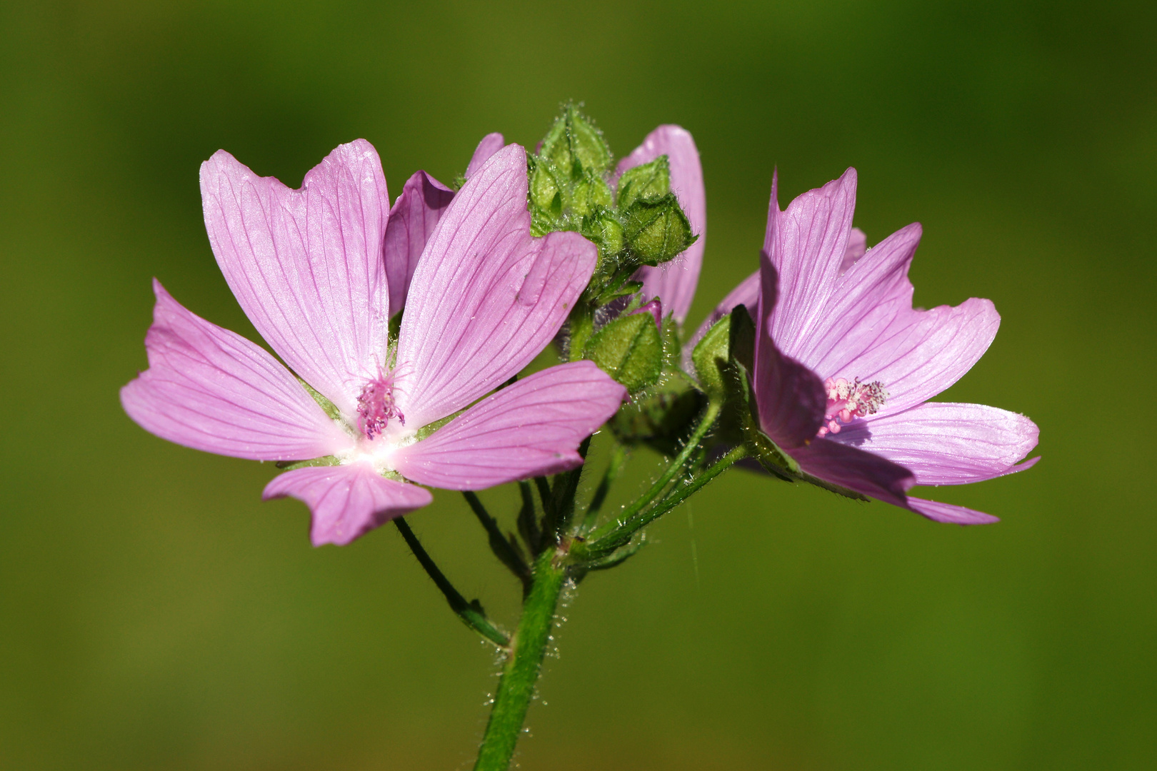 Rosen Malve (Malva alcea)