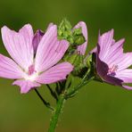 Rosen Malve (Malva alcea)