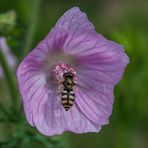 Rosen-Malve mit Schwebfliege