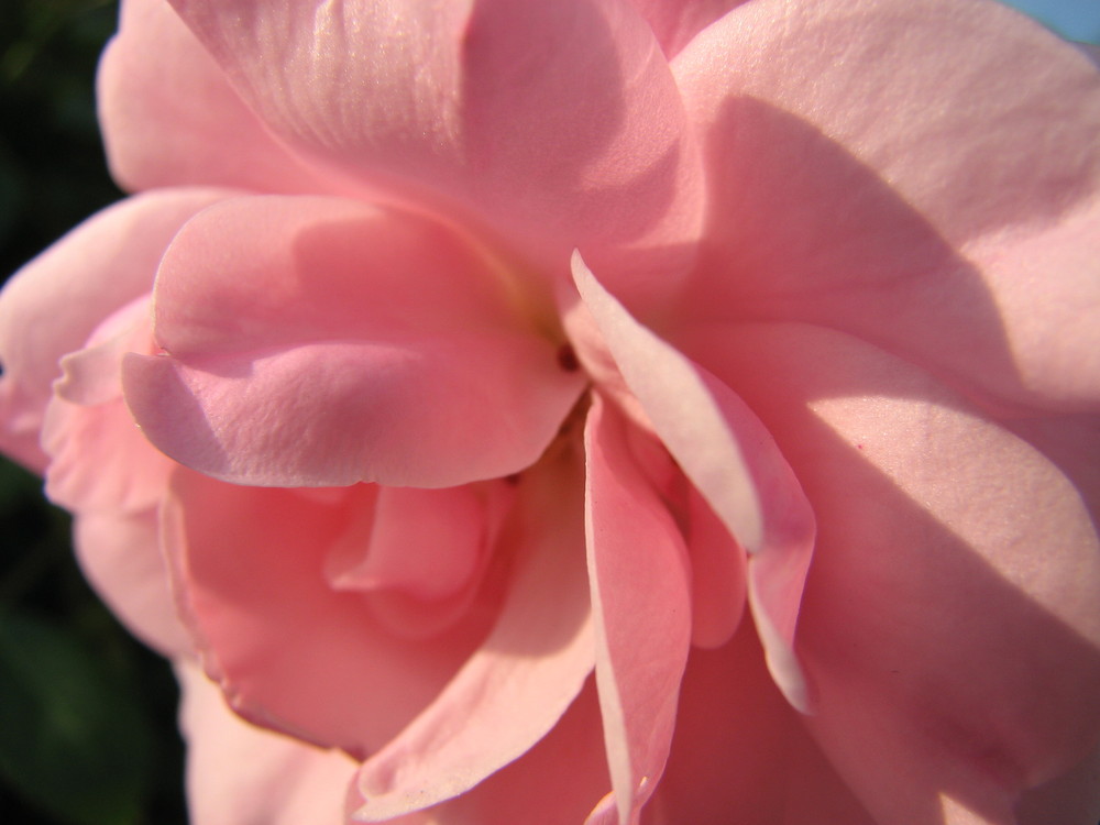 Rosen - meine Lieblingsblumen ...