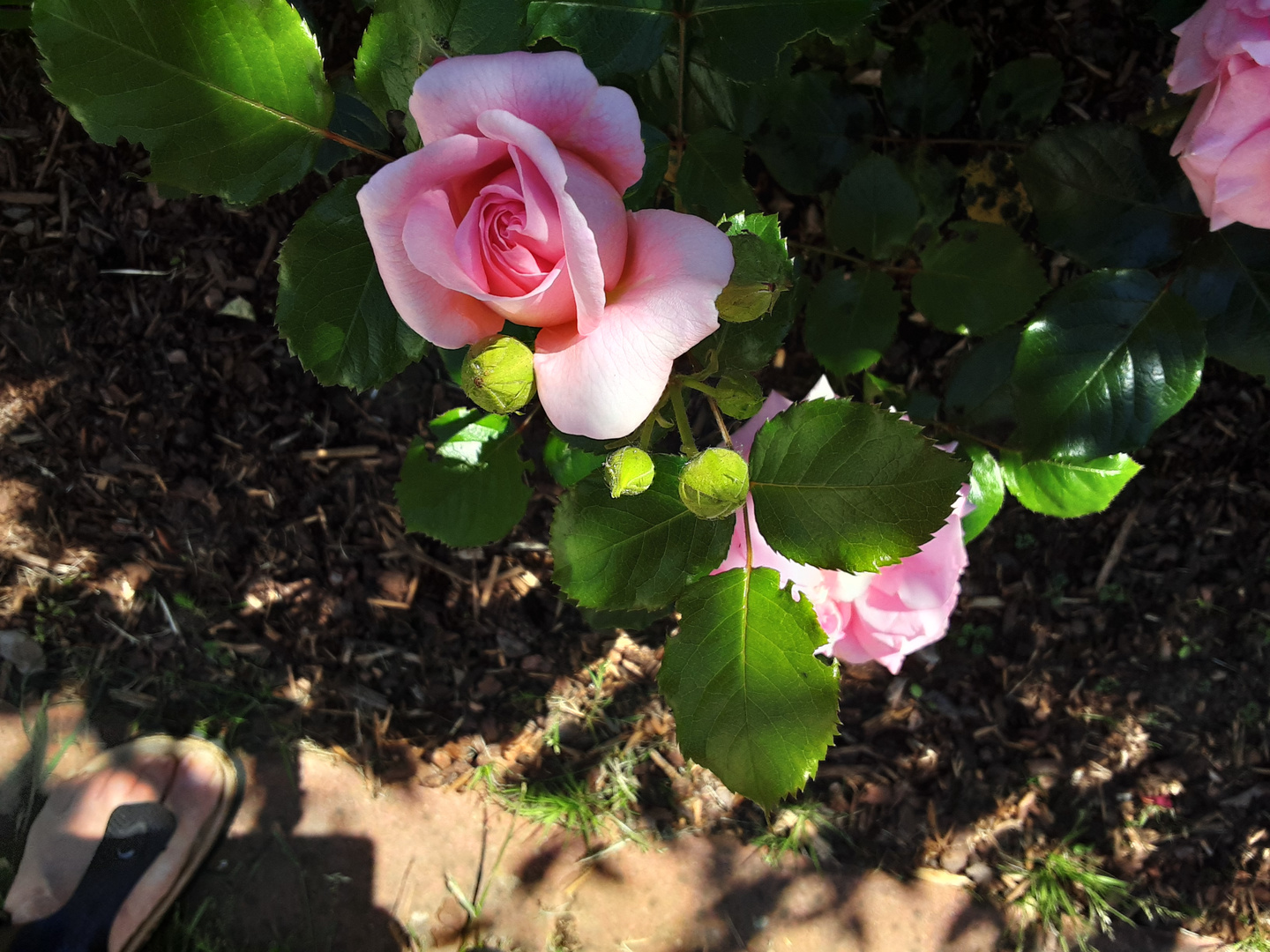 Rosen, meine neue Leidenschaft