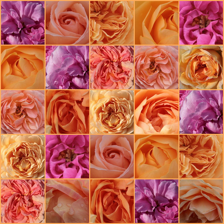 Rosen Memory Foto Bild Pflanzen Pilze Flechten Bluten Kleinpflanzen Rosen Bilder Auf Fotocommunity