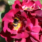 Rosen mit Besuch im Rosengarten Beutig Baden-Baden