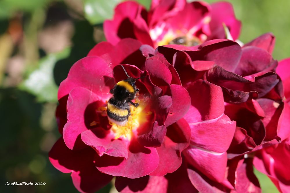 Rosen mit Besuch im Rosengarten Beutig Baden-Baden