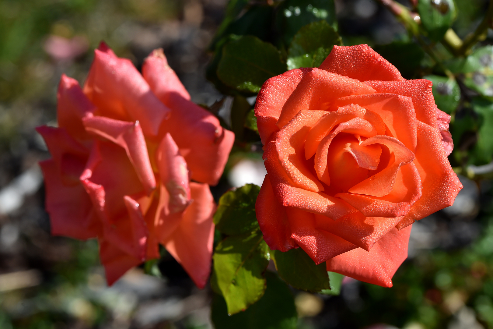 Rosen mit Gänsehaut