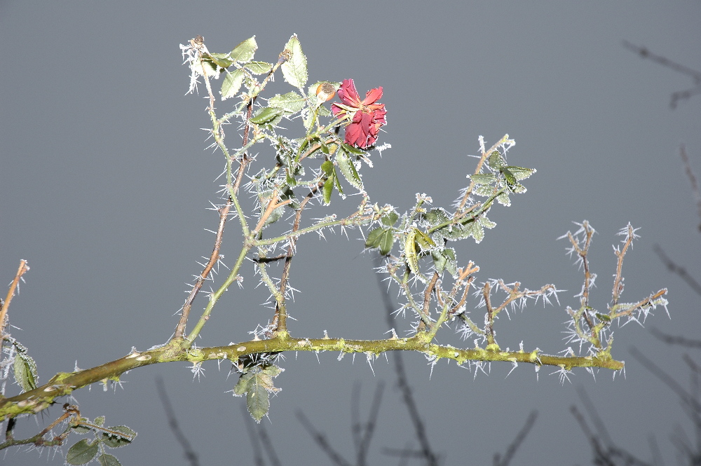 Rosen mit langem Rauhreif