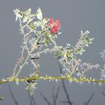 Rosen mit langem Rauhreif