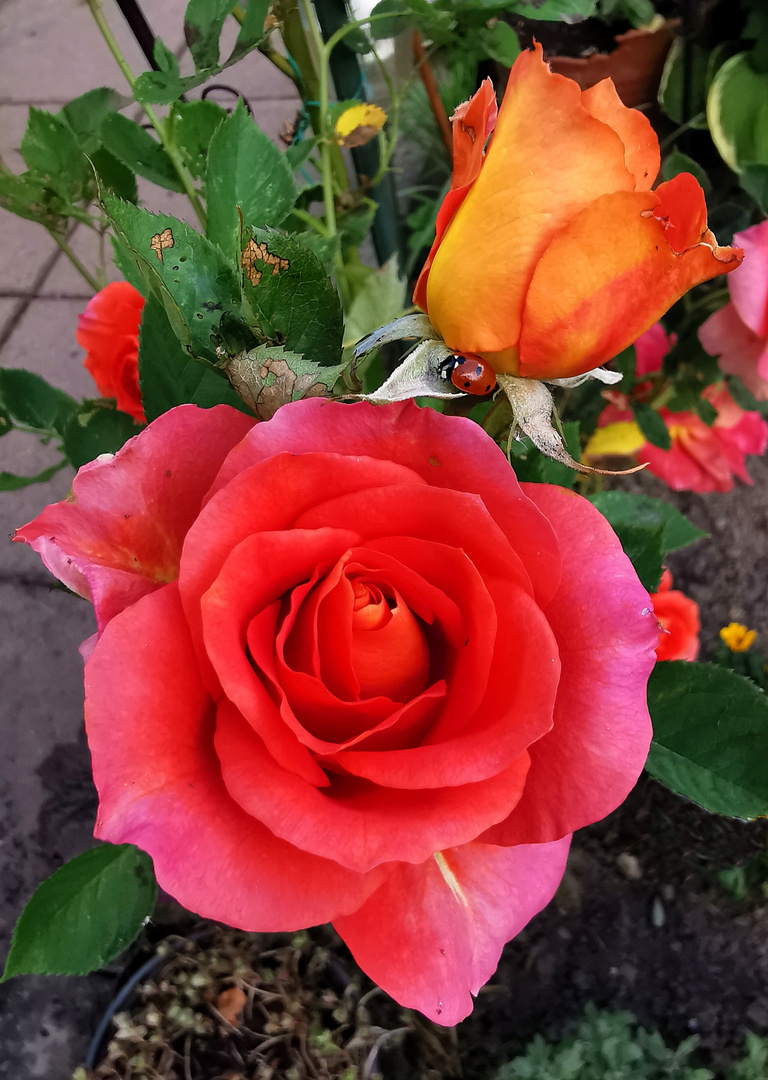 Rosen mit Marienkäfer
