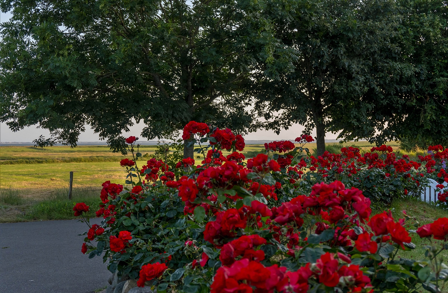 Rosen mit Meeresblick