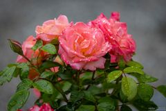 Rosen mit Regentropfen