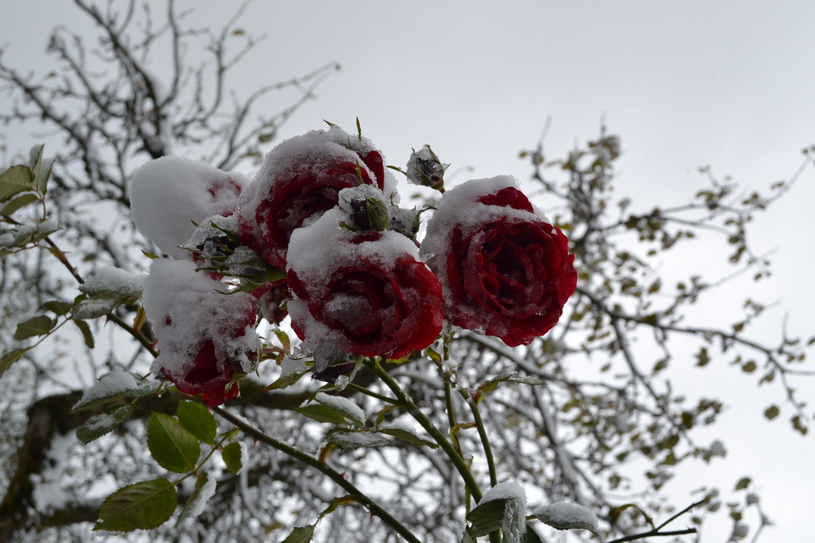 Rosen mit Schneedecke