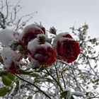 Rosen mit Schneedecke