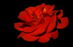 Rosen mögen`s warm und hell, ...