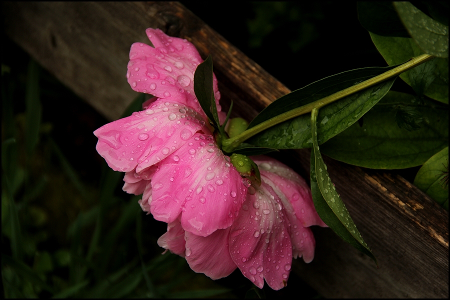 Rosen-Montagsblumengruß