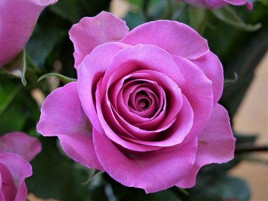 Rosen müssen nicht immer rot sein