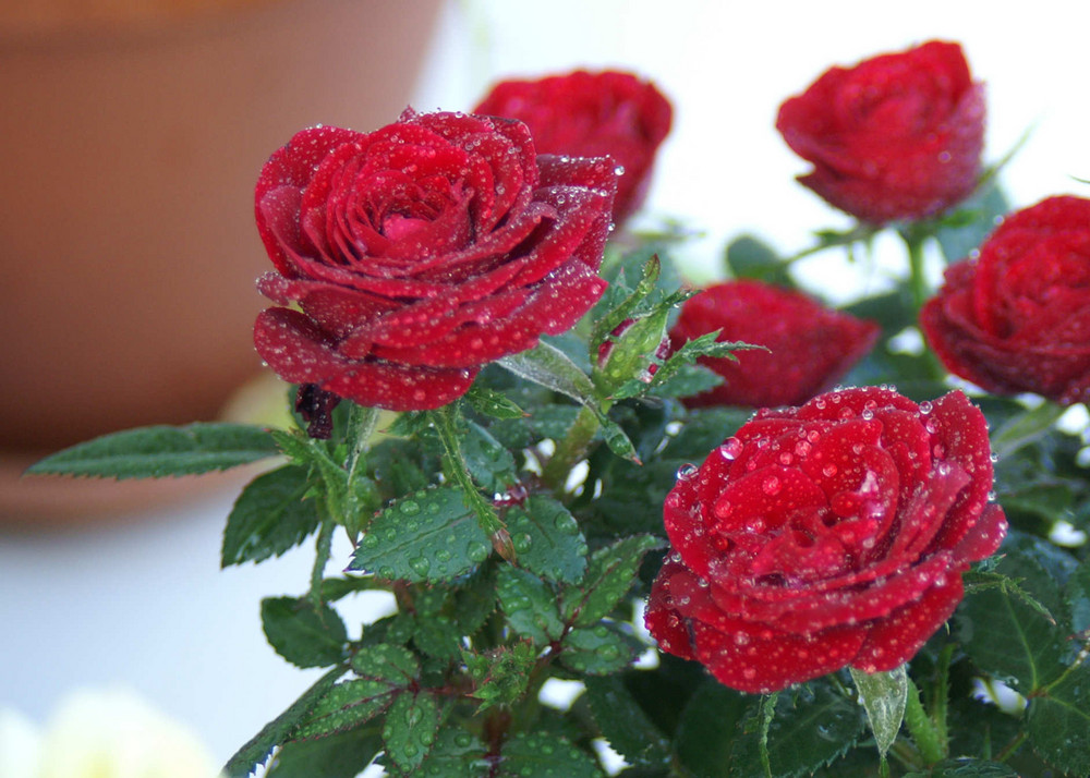 Rosen nach dem Frost