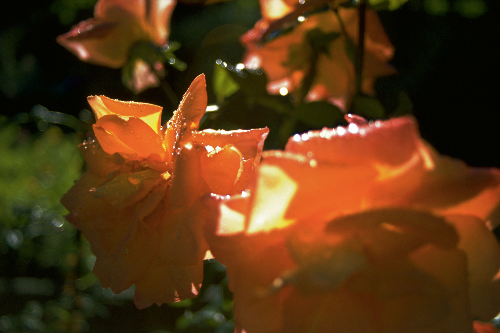 Rosen nach dem Regen