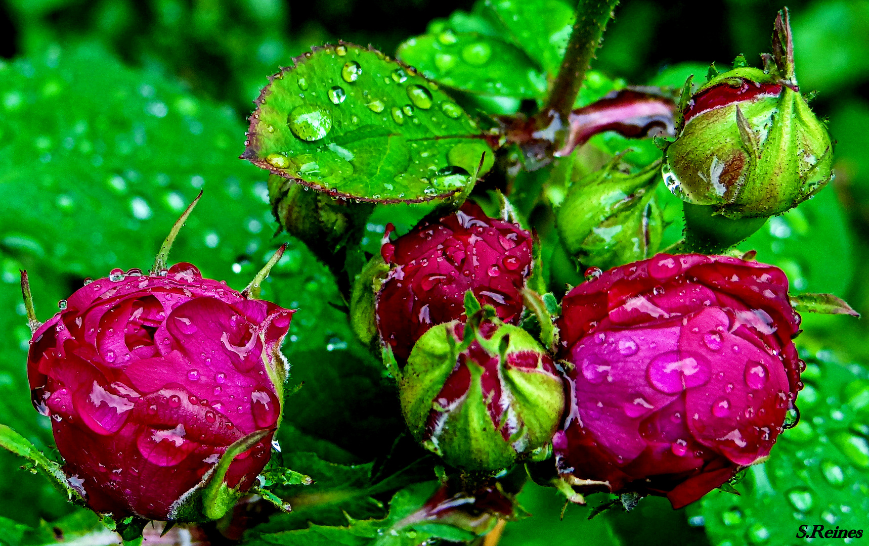 Rosen nach dem Regen